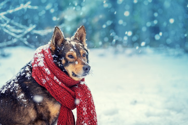 Dog with scarf in the snow