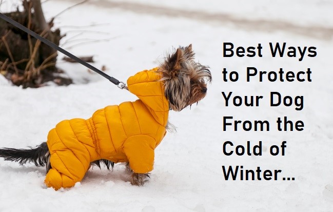 Best Ways ti Protect Your Dog From the Cold of Winter...