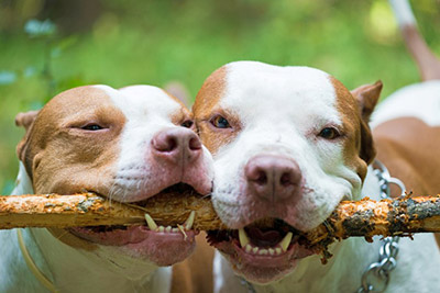 Dogs