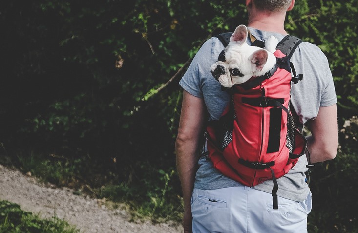 Dog in a backpack