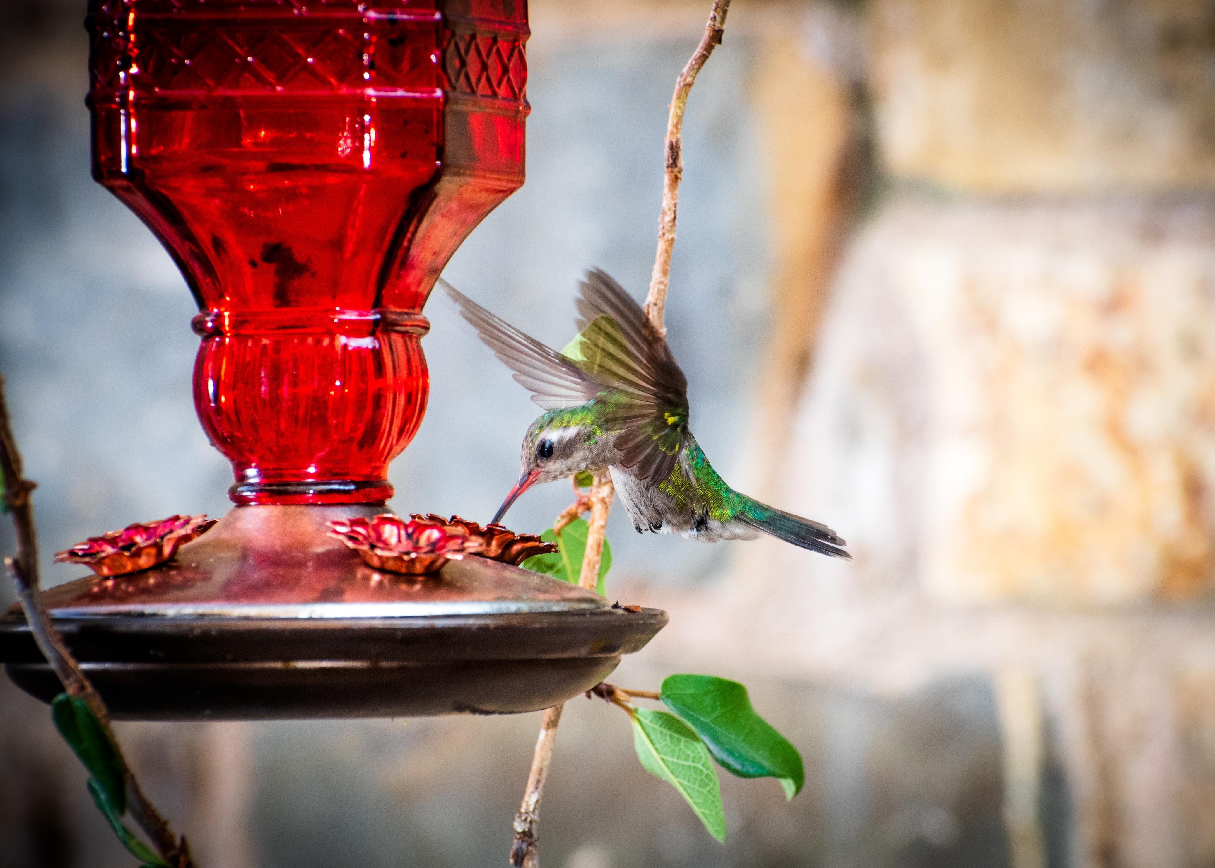 Hummingbird on Feeder