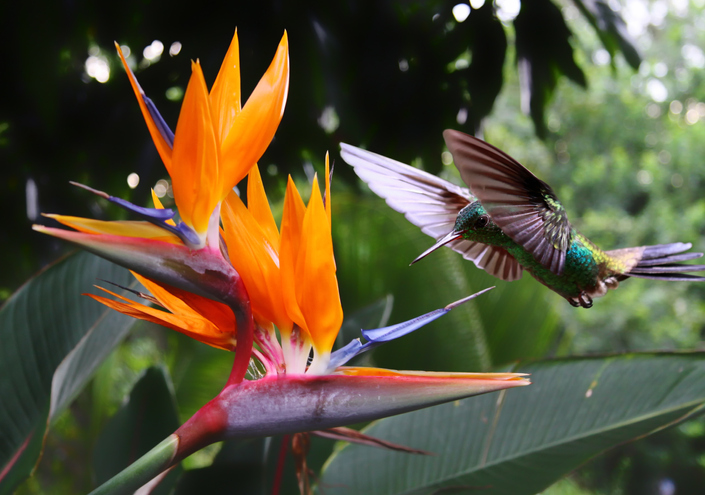 Hummingbird Feeding on Flowers