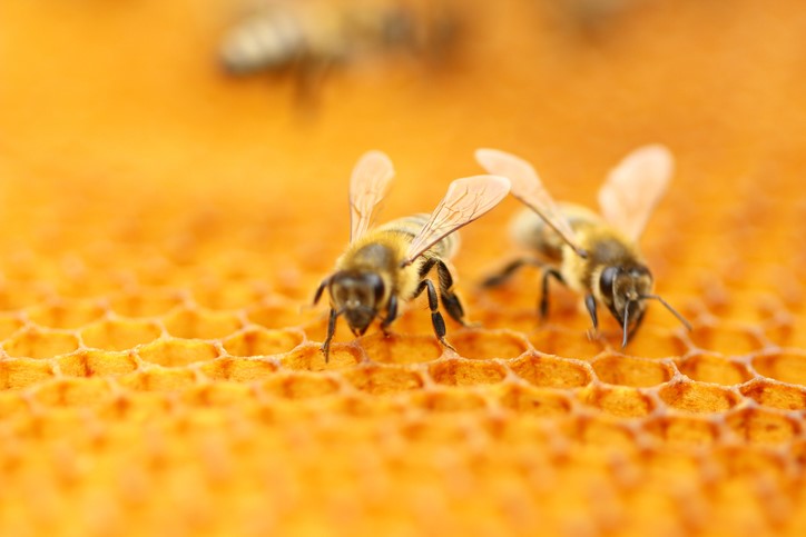 Bees with pollen