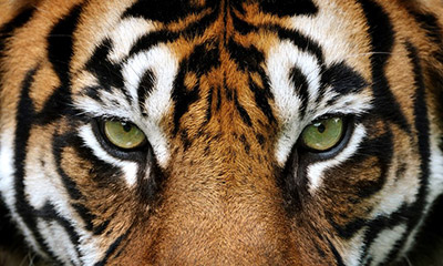 Netflix - Tiger King